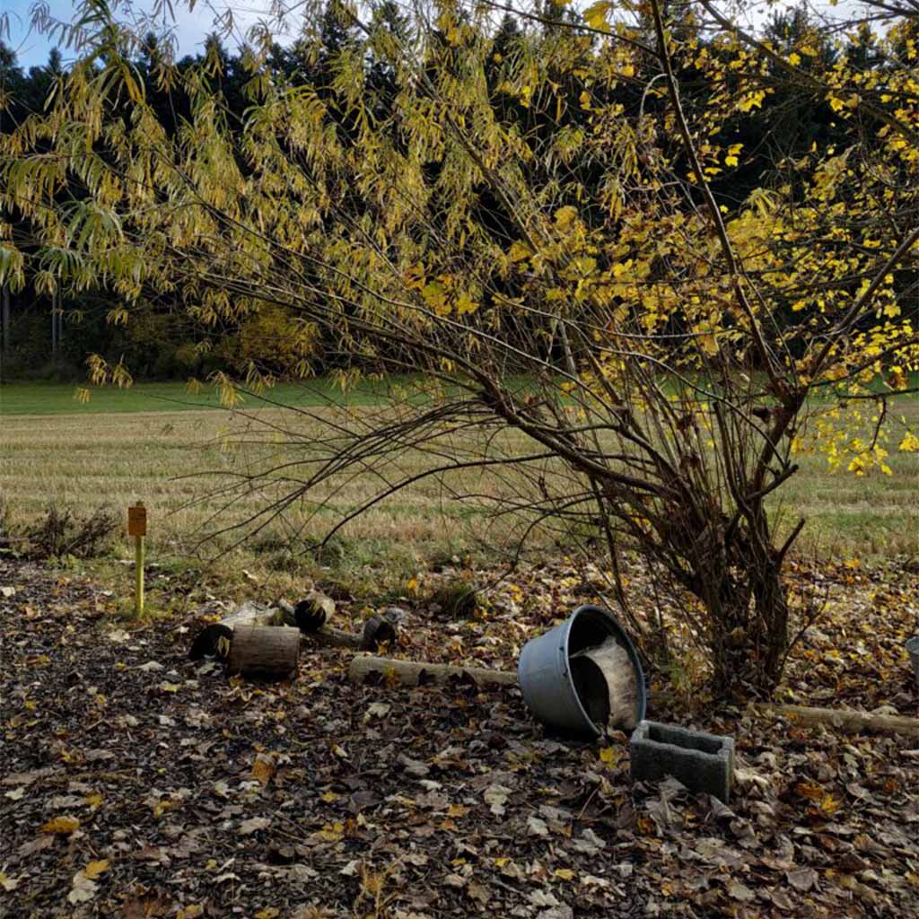 In der Natur